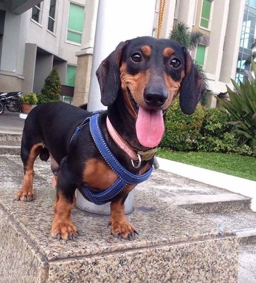 18 Funny Reasons Why You Should Not Own A Dachshund 