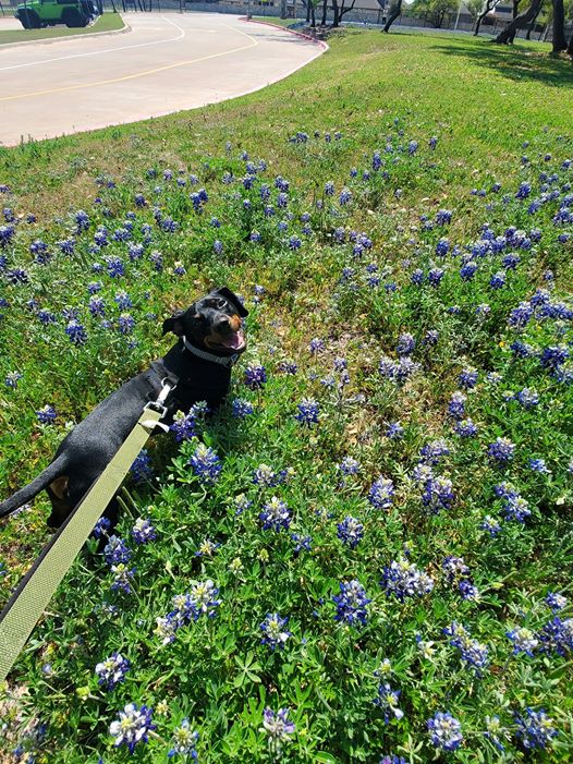 20 Benefits Of Being a Dachshund Owner You Didn’t Know 19