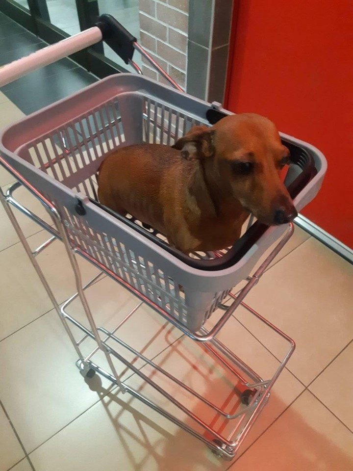 18 Funny Reasons Why You Should Not Own A Dachshund 4