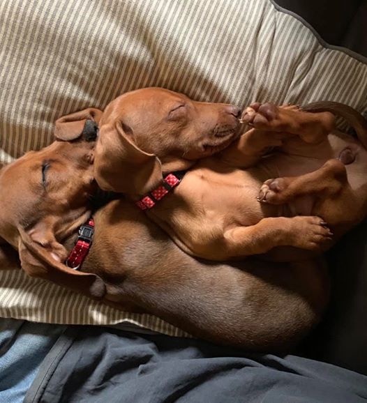 10 Signs Your Dachshund Really Loves You