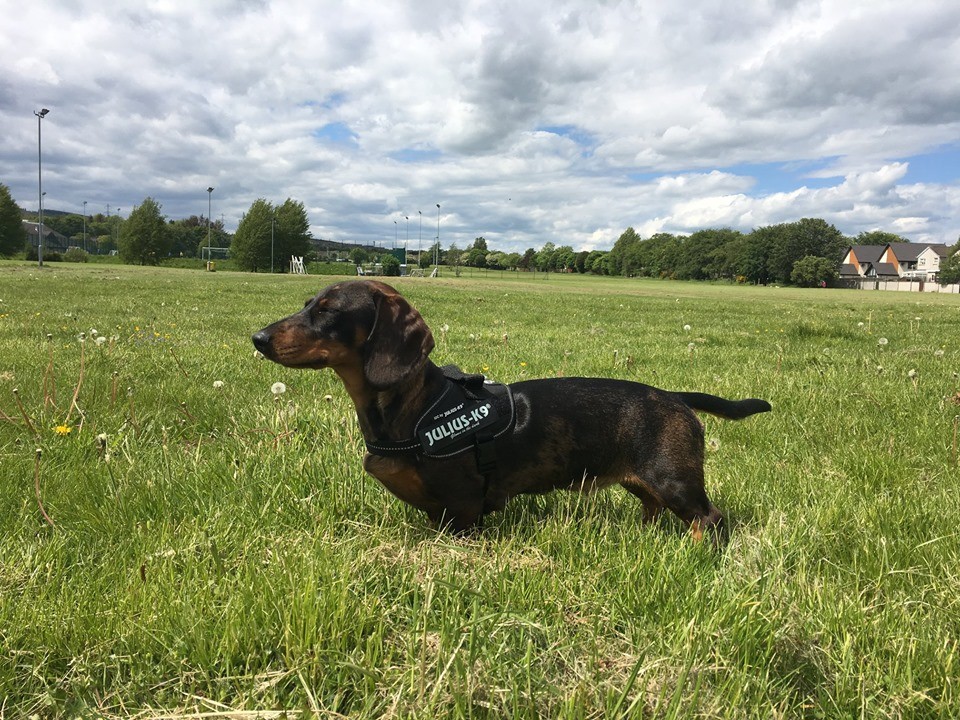 9 REASONS TO ADOPT A DACHSHUND NOW 6