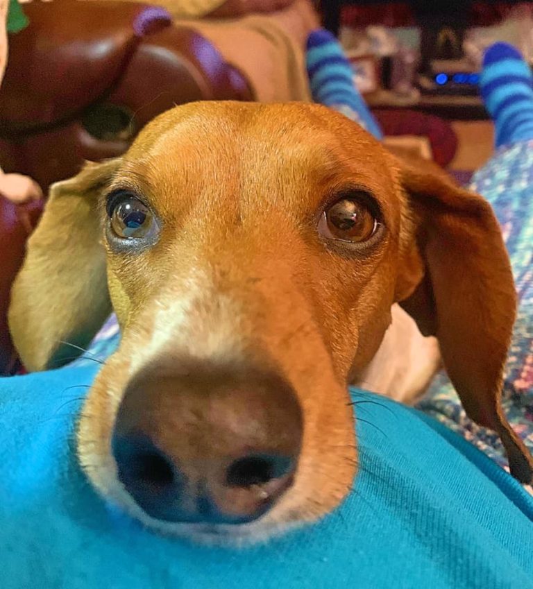 5 Signal Your Dachshund Loves You Dachshund Bonus