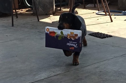 11 Things Dachshund Owners May Not Understand