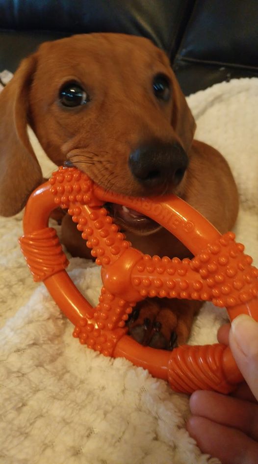 10 Signs Your Dachshund Really Loves You