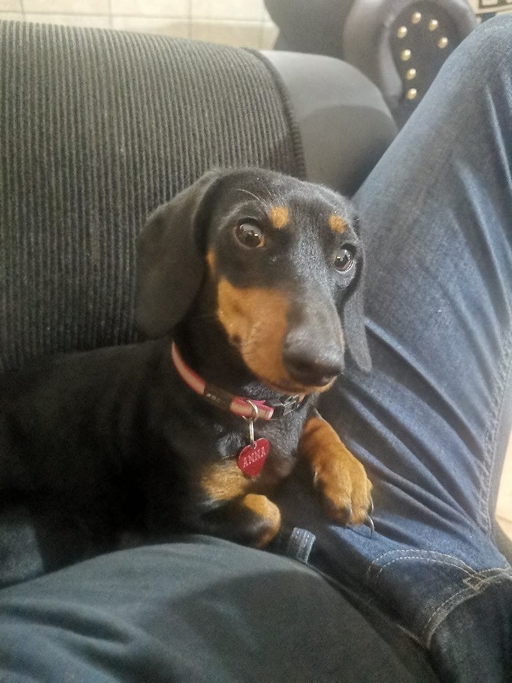 6 Reasons To Love A Man Breeding A Dachshund