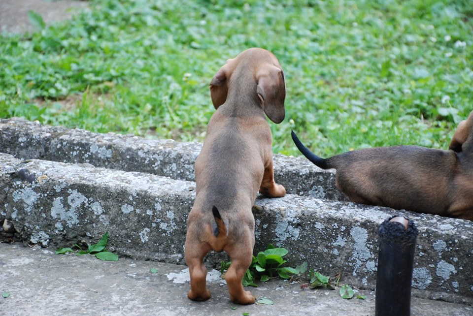 13 Reasons Dachshunds Are The Best Dogs