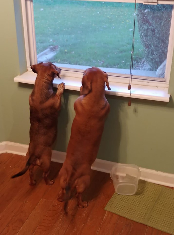 11 Things Dachshund Owners May Not Understand