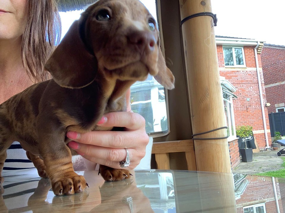 13 Reasons Dachshunds Are The Best Dogs