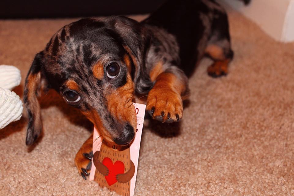 13 Reasons Dachshunds Are The Best Dogs