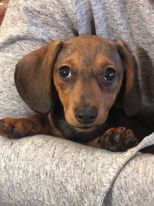 10 Signs Your Dachshund Really Loves You