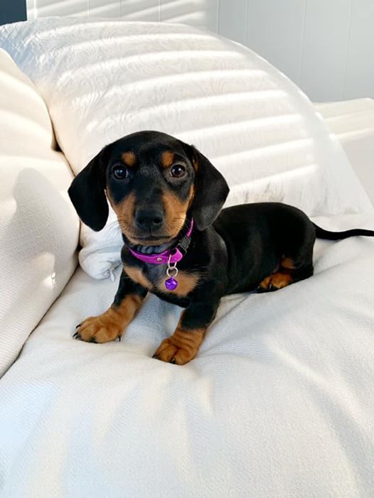 10 Signs Your Dachshund Really Loves You