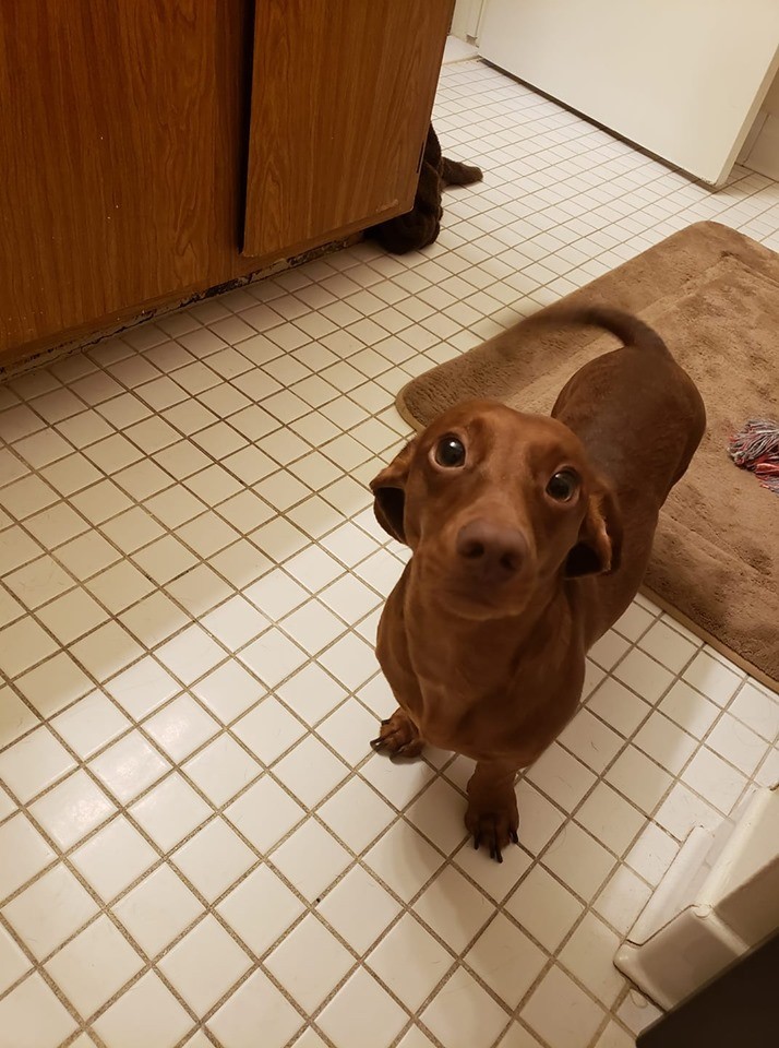 6 Reasons To Love A Man Breeding A Dachshund