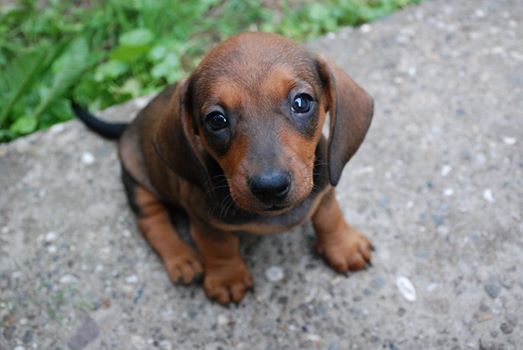10 Signs Your Dachshund Really Loves You