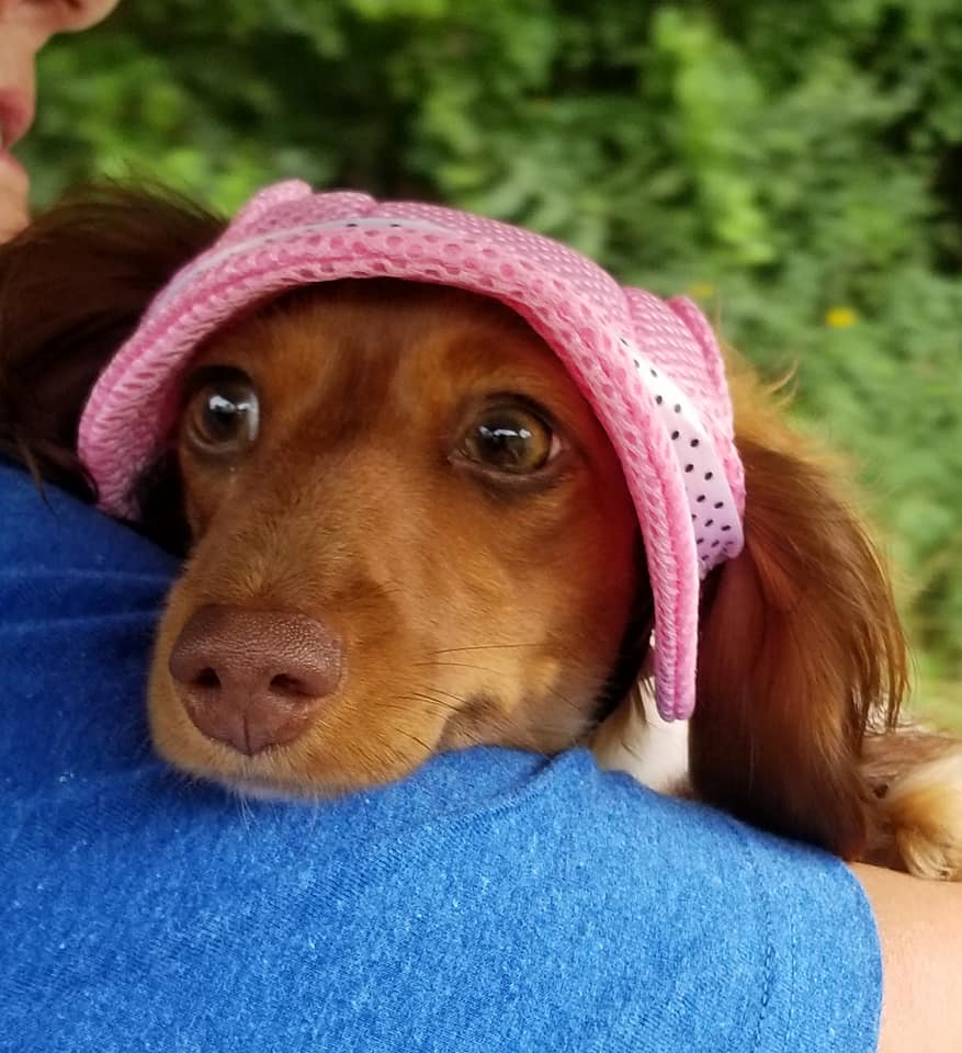 18 Funny Reasons Why You Should Not Own A Dachshund 12