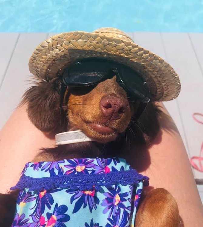 18 Funny Reasons Why You Should Not Own A Dachshund 2