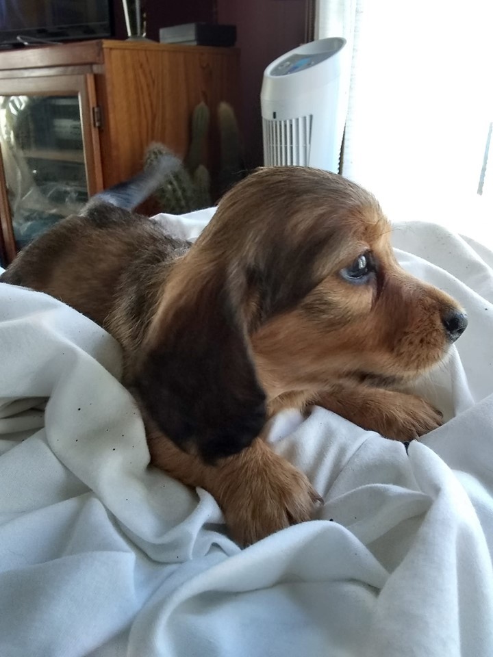 13 Reasons Dachshunds Are The Best Dogs