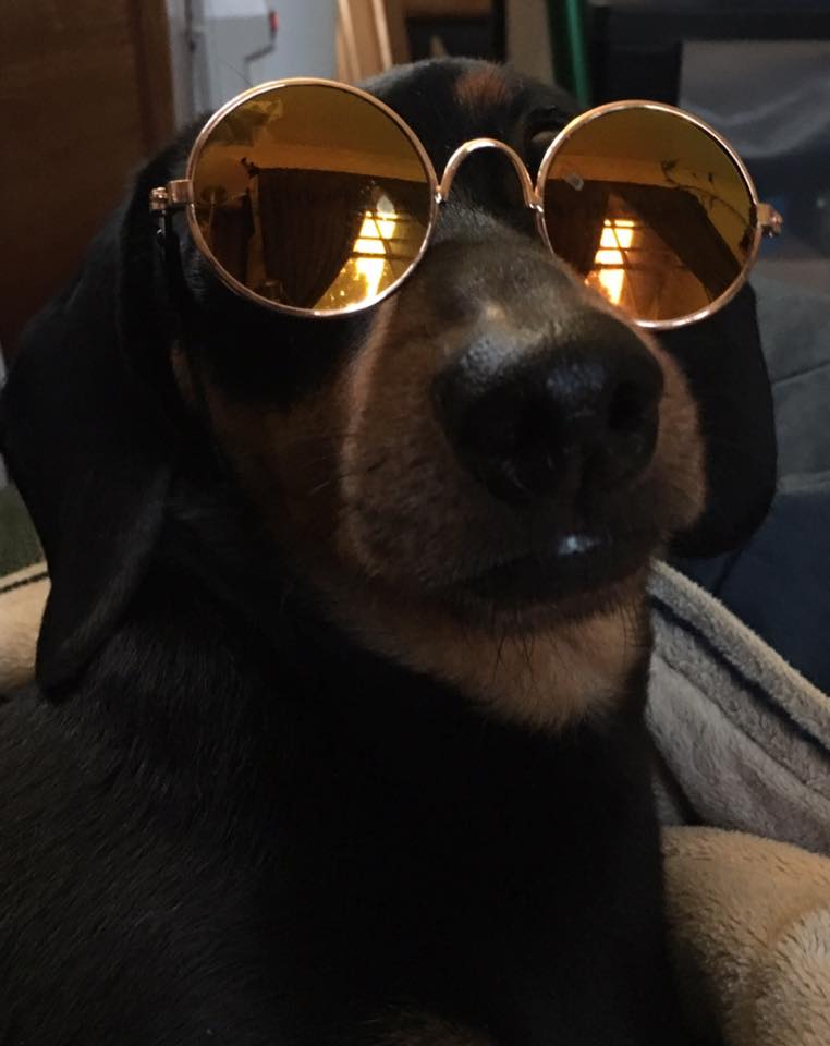 13 Reasons Dachshunds Are The Best Dogs