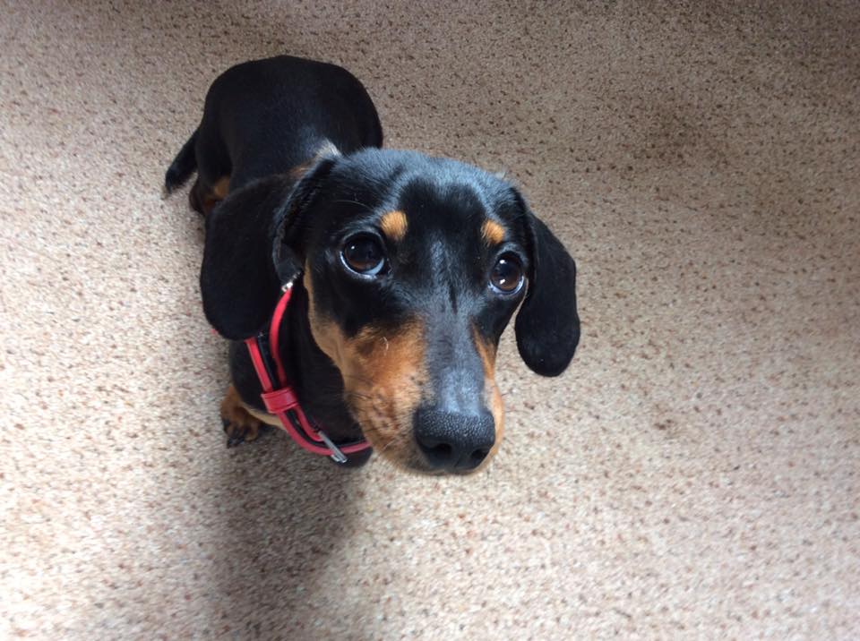 20 Benefits Of Being a Dachshund Owner You Didn’t Know 4