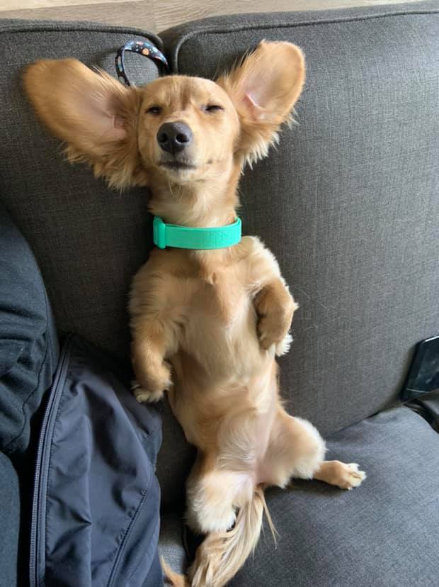 10 Signs Your Dachshund Really Loves You