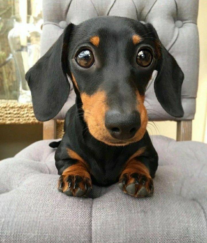 20 Benefits Of Being a Dachshund Owner You Didn’t Know 20