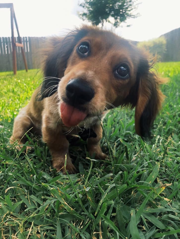 20 Benefits Of Being a Dachshund Owner You Didn’t Know 12