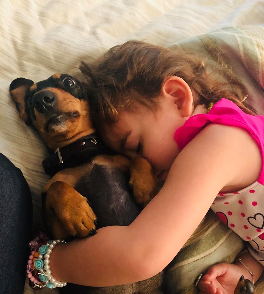 20 Benefits Of Being a Dachshund Owner You Didn’t Know 17