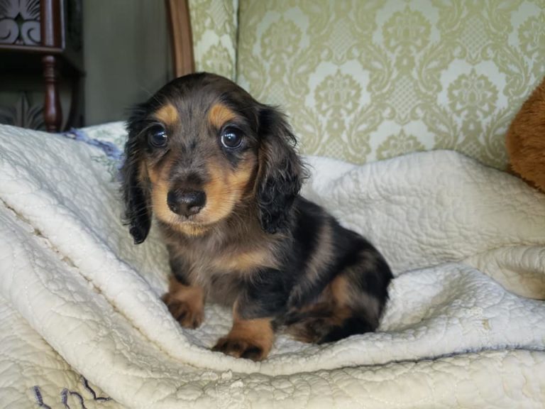 20 Benefits Of Being a Dachshund Owner You Didn’t Know