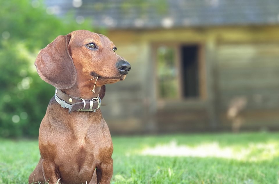20 Benefits Of Being a Dachshund Owner You Didn’t Know 2