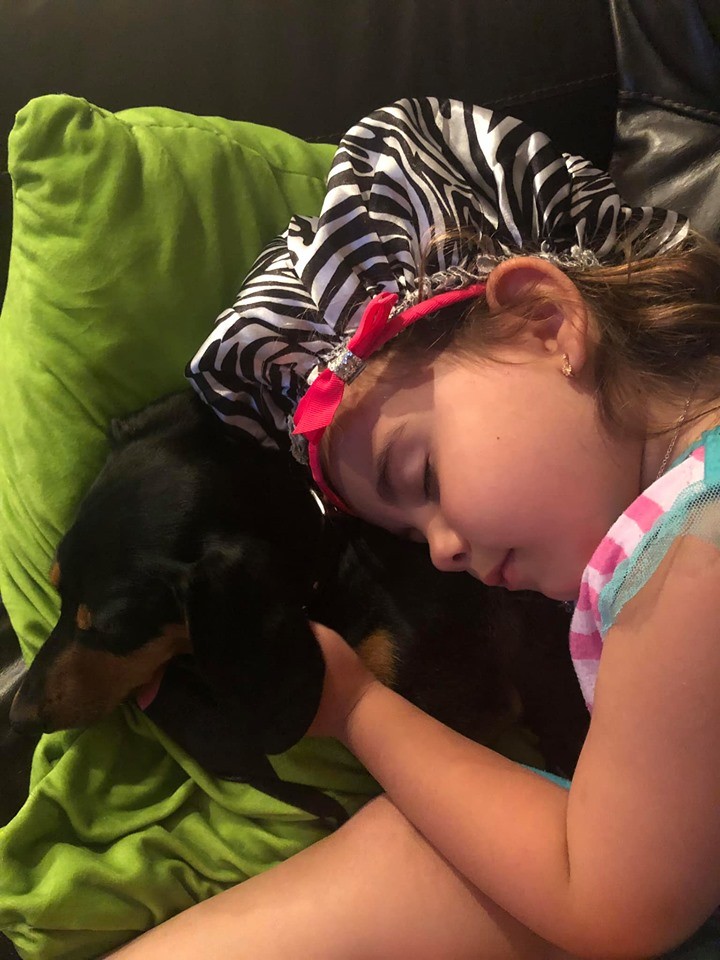 20 Benefits Of Being a Dachshund Owner You Didn’t Know 16