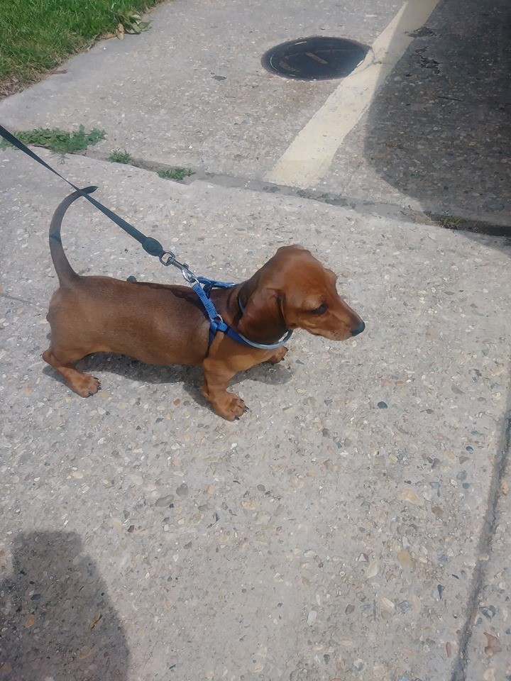 20 Benefits Of Being a Dachshund Owner You Didn’t Know 7