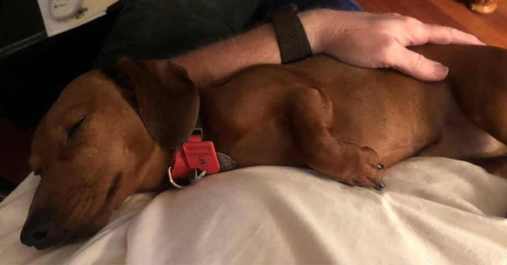 10 Signs You Love Your Dachshund More Than Other People.