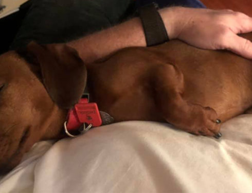 10 Signs You Love Your Dachshund More Than Other People.
