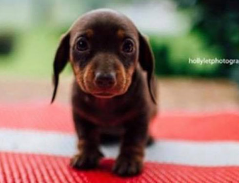 11 Things Dachshund Owners May Not Understand