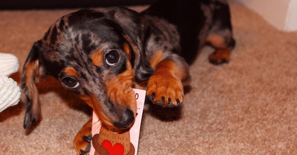 13 Reasons Dachshunds Are The Best Dogs