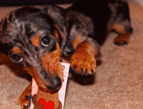 13 Reasons Dachshunds Are The Best Dogs