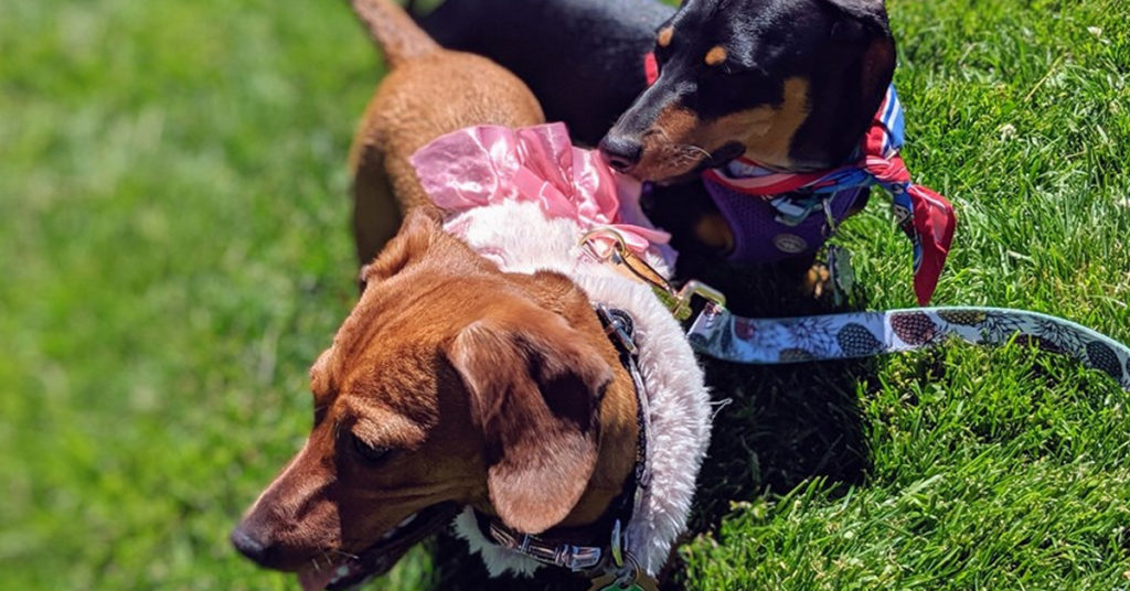 Top Awesome Names For Dachshunds