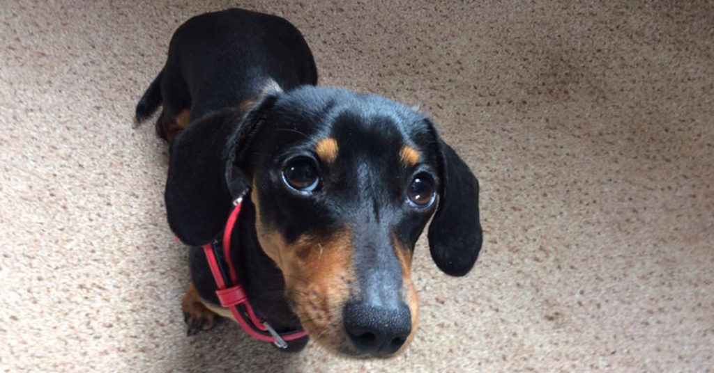 20 Benefits Of Being a Dachshund Owner You Didn’t Know