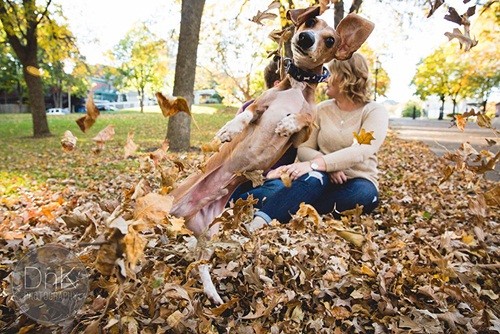 A Dachshund Disturbing His Owner’s Wedding Because Of Jealousness 1