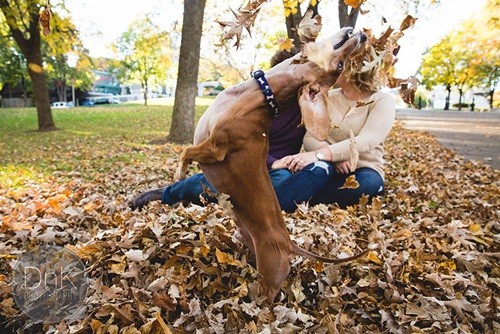 A Dachshund Disturbing His Owner’s Wedding Because Of Jealousness 3