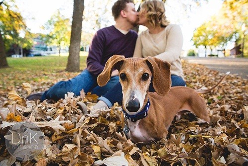 A Dachshund Disturbing His Owner’s Wedding Because Of Jealousness 7