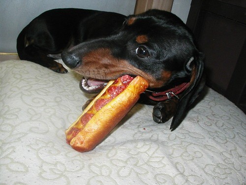 Do not let your dachshunds eat sausages