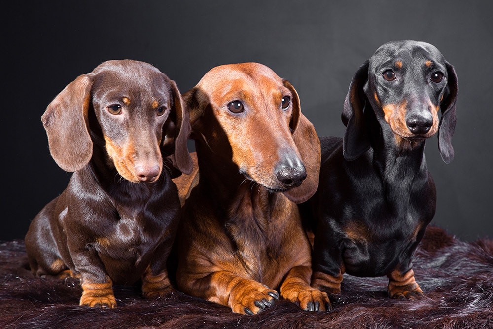 3 dachshunds, they are different but they are cute. Right?