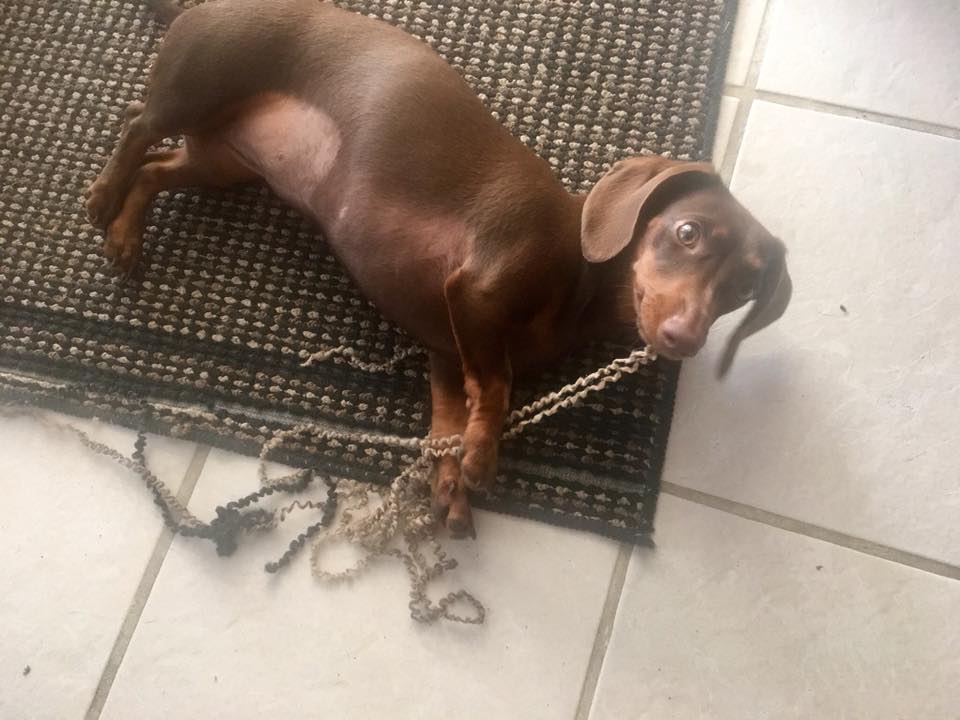 15 Reasons Dachshunds Are The Worst Dogs 5