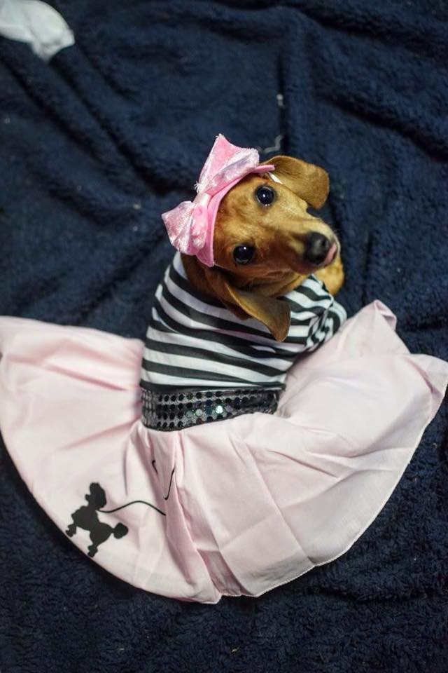 Dachshund Dressing up, then everyone will admire me