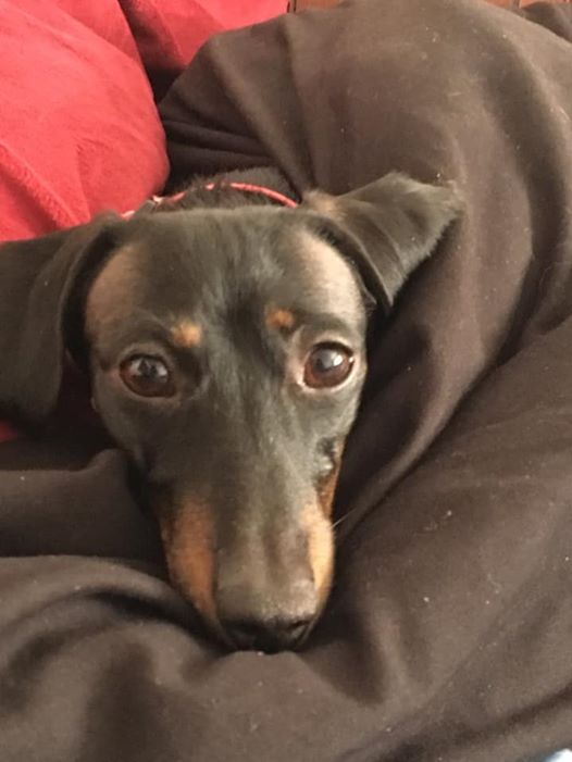 Do You Really Understand What Your Dachshunds Do?