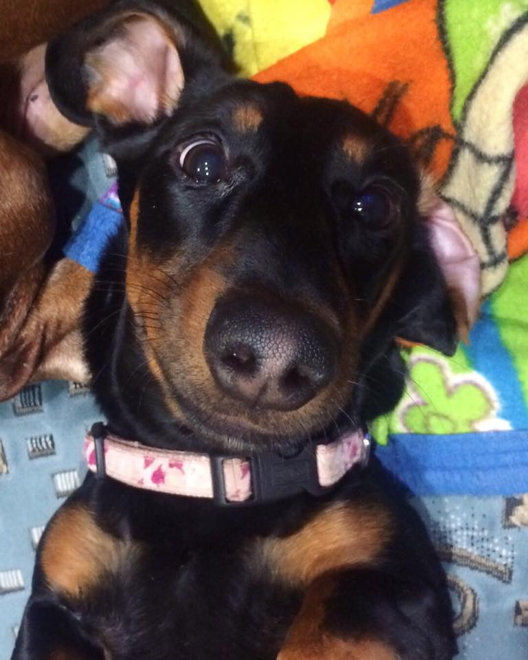 Dachshunds like to take selfies