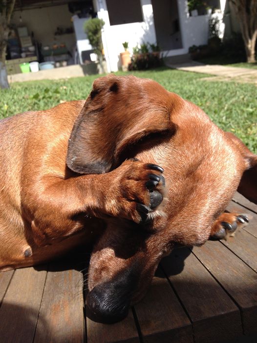 Dachshund hide behind your legs