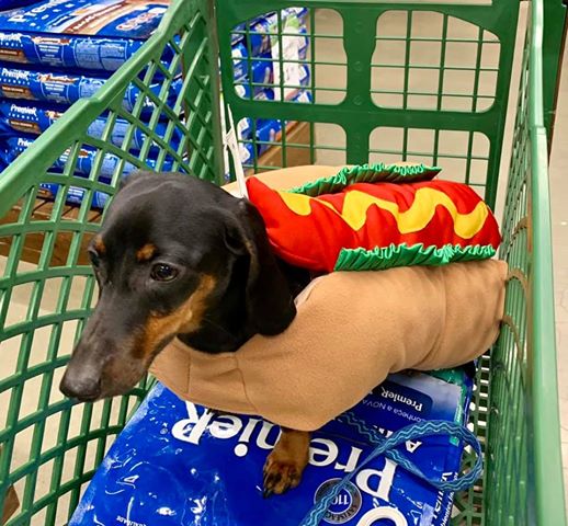 Top Signs Showing That Dachshunds Think They Are Superstars 12