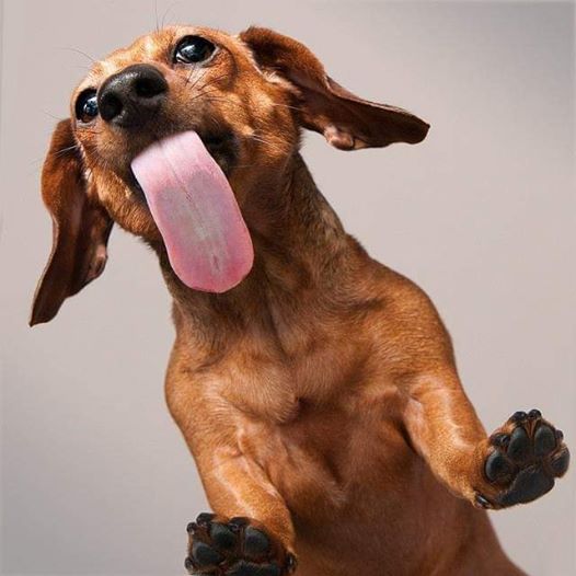 10 Adorable Way Your Dachshund Puppies Express Love For You 2