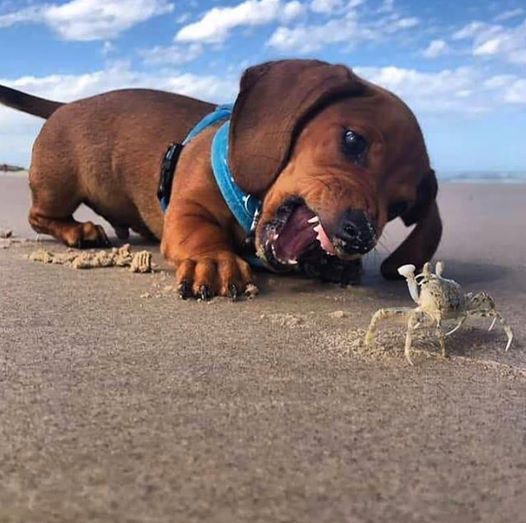 15 Reasons Dachshunds Are The Worst Dogs 10